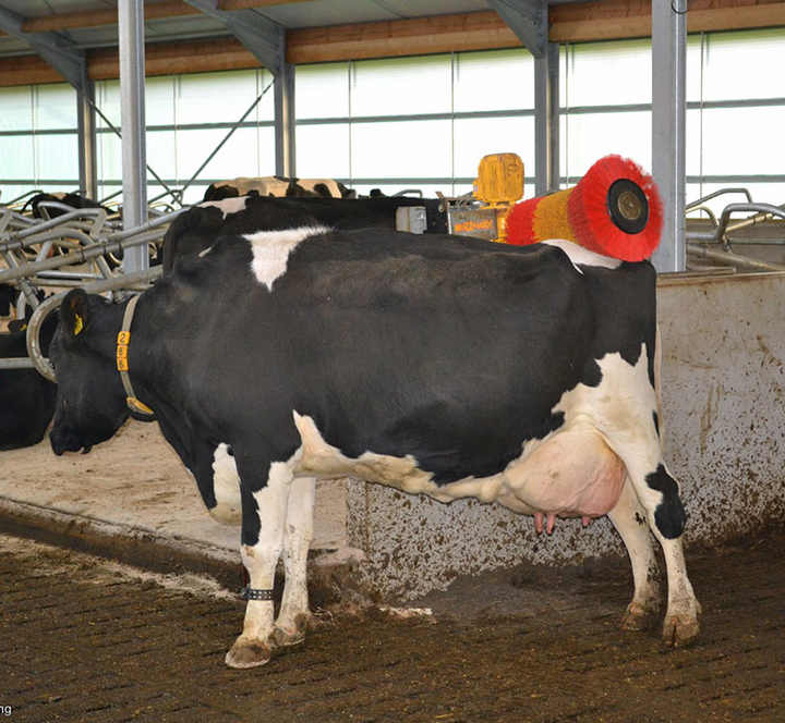 Cow Brush Manufacturer Cattle Body Cleaning