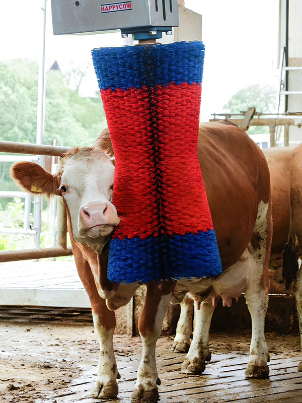 cow scratching brush