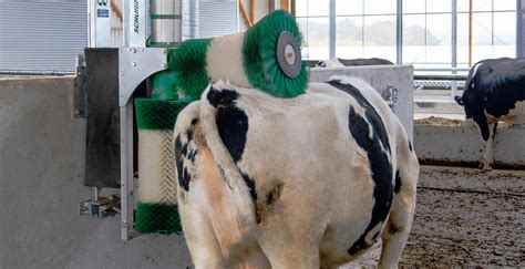 automatic cattle brush