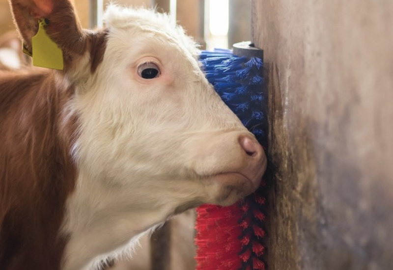 cow scratching brush
