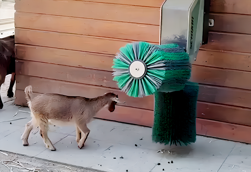 goat scratching brush